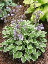 Hosta Diamond Tiara