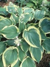 Hosta Earth Angel - Hosta panaché