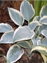 Hosta  'El Nino'