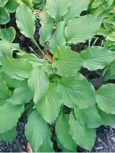 Hosta Elisabeth