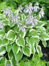 Hosta Emily Dickinson - Hosta panaché et parfumé