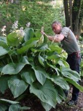 Hosta Empress Wu - Hosta géant