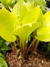 Hosta  'Fire Island'