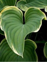 Hosta fluctans 'Sagae'