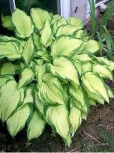 Hosta fortunei 'Albopicta'