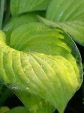 Hosta fortunei 'Gold Standard'