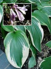 Hosta fortunei var hyacinthina