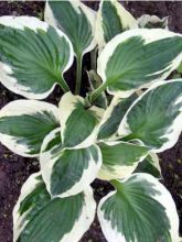 Hosta fortunei 'Patriot'