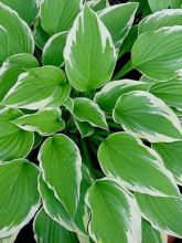 Hosta Silver Crown