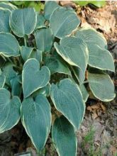 Hosta Frosted Dimples - Hosta bleu poudré