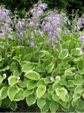 Hosta  'Golden Tiara'