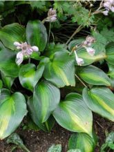 Hosta Grand Marquee - Hosta panaché