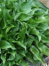 Hosta Harry Van Trier - Hosta miniature