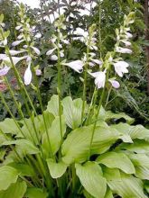 Hosta  'Honeybells'