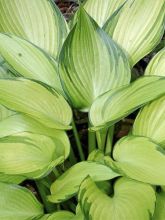 Hosta June Fever