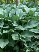 Hosta  'Krossa Regal'