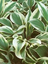 Hosta Minuteman