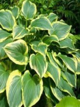 Hosta montana Yellow River