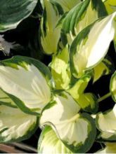 Hosta Morning Light - Hosta panaché