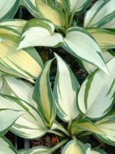 Hosta Remember Me