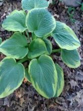 Hosta Robert Frost - Hosta panaché