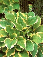 Hosta Shade Fanfare - Hosta panaché