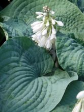 Hosta sieboldiana 'Elegans'