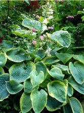 Hosta sieboldiana 'Frances Williams'