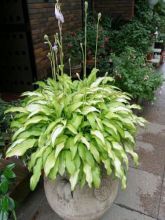 Hosta sieboldii 'Kabitan'