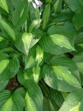 Hosta 'Striptease'