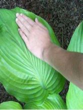 Hosta  'Sum And Substance'