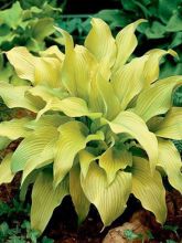 Hosta  'Sun power'