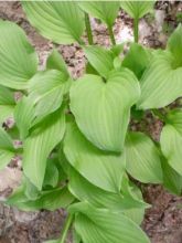 Hosta Sweet Suzan