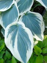 Hosta Blue Ivory - Hosta panaché bleu et ivoire