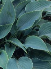 Hosta tardiana Halcyon - Hosta bleu