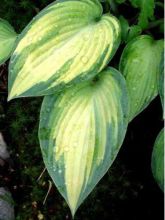 Hosta tardiana 'June'