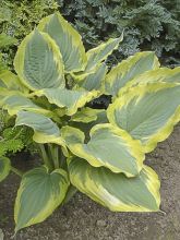 Hosta 'The King'