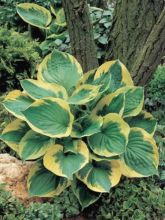 Hosta Twilight - Hosta panaché vert et crème