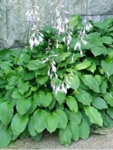 Hosta undulata Erromena