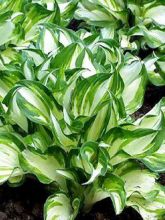 Hosta undulata 'Mediovariegata'