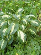 Hosta undulata var univittata