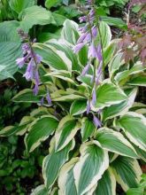 Hosta yellow splash rim