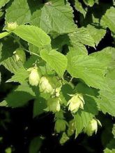 Houblon 'Magnum'