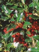 Ilex aquifolium Alaska, Houx commun