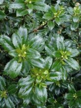 Houx - Ilex x meserveae Heckenpracht