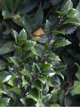 Houx américain - Ilex meserveae Heckenstar