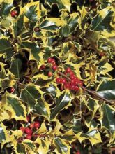 Feuille de houx (Ilex aquifolium), coupe transversale du limbe (x20)