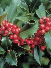 Houx - Ilex x meserveae Mesid