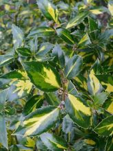 Ilex aquifolium 'Myrtifolia Aureomaculata'