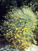 Helichrysum italicum - Immortelle d'Italie